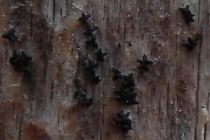 Actidium hysterioides